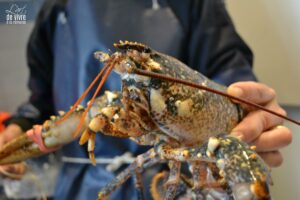 Homard de Bretagne au Bocal