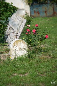 1 ha de vignes en plein cœur de Reims