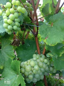 le chardonnay, l'un des 3 principaux cépages de Champagne