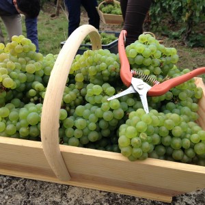 le panier du vendangeur